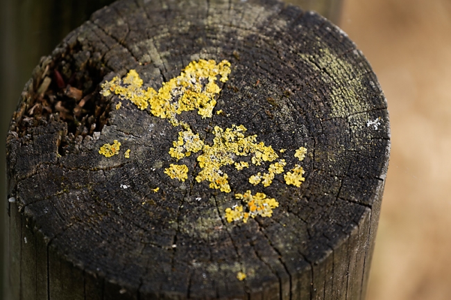 Jardin des Impressionnistes-MAI14-109